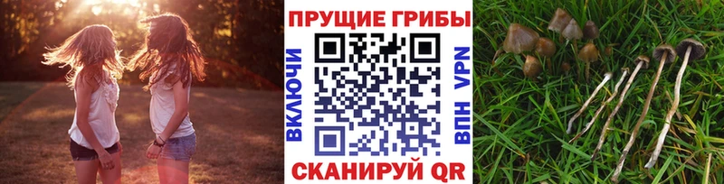 Псилоцибиновые грибы GOLDEN TEACHER  блэк спрут зеркало  Пересвет  хочу наркоту 